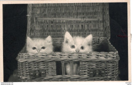 C P A - THEME - CHAT -   2 Chatons   Dans Une Corbeille - Chats