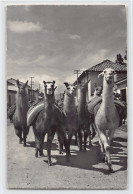 Peru - HUANCAYO - Grupo De Llamas En Una Calle Del Lugar  - Ed. La Merced - Perù