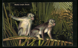 AK Zwei Affen Im Monkey Jungle In Florida  - Monkeys