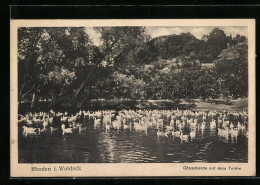 AK Rhoden I. Waldeck, Gänseherde Auf Dem Teich  - Waldeck