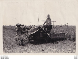 ORAN - 1932 - ALGERIE - PHOTO MORIS , ORAN - AGRICULTURE - PAYSAN - MOISSON - FAUCHEUSE  Mc CORMICK 8B  - 2 SCANS - Lieux