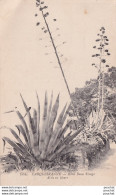  L23-83)  CARQUEIRANNE - HOTEL BEAU RIVAGE - ALOES EN FLEURS  - ( 2 SCANS ) - Carqueiranne