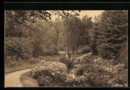 AK Hamburg, Ohlsdorfer Friedhof, Parkidylle  - Nord