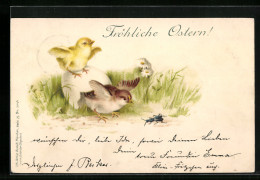 AK Fröhliche Ostern, Osterküken Und Ein Käfer  - Pasqua