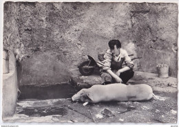 A21-09) AX LES THERMES - ARIEGE - PELAGE D ' UN COCHON A LA SOURCE DU ROSSIGNOL - TEMPERATUE 78°4 - ( 2 SCANS ) - Ax Les Thermes