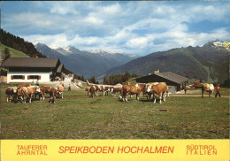 71484444 Suedtirol Tauferer Ahrntal Kuehe Italien - Sonstige & Ohne Zuordnung