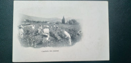 06  ,Grasse , Cueillette Des Jasmins Début 1900 - Grasse