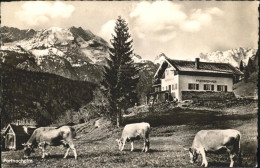 71483837 Partnachalm Partnachklamm Ausflugsziel Kuehe Partnachalm - Garmisch-Partenkirchen