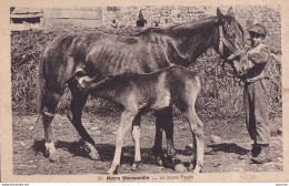 F7-14) NOTRE NORMANDIE - LE JEUNE POULIN (CHEVAL) - ( EDIT. H. ERMICE - F. LEVALET , VIRE - 2 SCANS ) - Vire