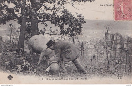 F21- EN PERIGORD - GROUPE SYMPATHIQUE TROUVANT LA TRUFFE  - ( ANIMEE - HOMME  ET COCHON TRUFFIER ) - Autres & Non Classés