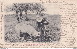 24) RAZAC SUR L' ISLE (DORDOGNE) PERIGORD CHERCHANT LA TRUFFE - 1901 - COCHON AVEC HOMME - 2 SCANS - Sonstige & Ohne Zuordnung