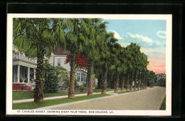 AK New Orleans, LA, St. Charles Street, Showing Giant Palm Trees  - New Orleans