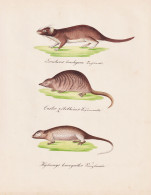 Loncheres Brachyura / Castor Zibethicus / Hydromys Leucogaster - Phyllomys Biber Beaver Schwimmratten / Tiere - Estampes & Gravures