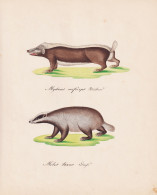 Mydaus Meficeps / Meles Taxus - Stinkdachs Dachs Badgers Stink Badgers / Tiere Animals / Zeichnung Drawing Des - Prints & Engravings