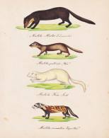 Mustela Martes / Mustela Patorius / Mustela Furo ... - Baummarder Marder Pine Marten Iltis Polecat Frettchen F - Prints & Engravings