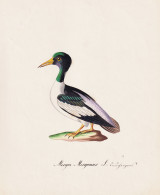 Mergus Merganser - Gänsesäger Merganser / Vögel Birds Oiseaux Vogel Bird / Tiere Animals Animaux / Zoologie - Prints & Engravings