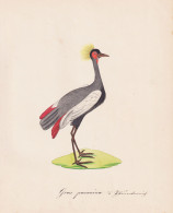 Grus Pavonina - Black Crowned Crane Kronenkranich / Vögel Birds Oiseaux Vogel Bird / Tiere Animals Animaux / - Estampes & Gravures