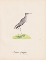 Totanus Ochropus - Green Sandpiper Waldwasserläufer / Vögel Birds Oiseaux Vogel Bird / Tiere Animals Animaux - Estampes & Gravures