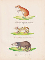 Thylacis Doreyana / Dasyurus Viverrinus / Gymnura - Thylacine Australia Australien Tüpfelbeutelmarder Eastern - Estampes & Gravures