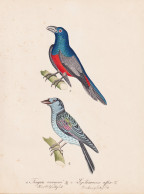 Trogon Curucui / Leptosomus Afer - Blauscheiteltrogon Blue-crowned Trogon Kurol Kuckucksroller Cuckoo-roller C - Estampes & Gravures