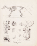 Viverra Zibetta - Indische Zibetkatze Large Indian Civet / Skelett Skeleton Organe Organs / Tiere Animals Anim - Prints & Engravings