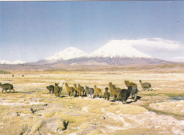 Arica Parque Nacional Lauca, Alpaca - Chile