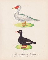 Anas Moschata. / A. Fusca - Muscovy Duck Moschusente Samtente Ente Duck Ducks Enten / Vögel Birds Oiseaux Vog - Prenten & Gravure