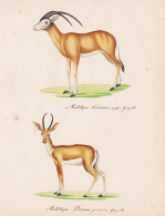 Antilope Corinna / Antilope Dorcas - Gazellen Gazelles Antilope Antelope / Tiere Animals / Zeichnung Drawing D - Prenten & Gravure