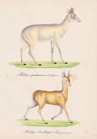 Antilope Quadricornis / Antilope Oreotragus - Vierhornantilope Antilope Four-horned Antelope Klippspringer Kli - Prenten & Gravure