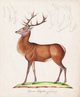 Cervus Elephas - Rothirsch Rotwild Red Deer / Jagd Hunting / Tiere Animals / Zeichnung Drawing Dessin - Estampes & Gravures