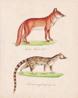 Canis Vulpes / Viverra Senegalensis - Fuchs Fox Genet Kleinfleck-Ginsterkatze / Tiere Animals - Estampes & Gravures