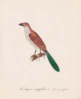 Centropus Aegyptus - Senegal-Spornkuckuck Senegal Coucal / Vogel Bird Oiseau Vögel Bird Oiseux / Tiere Animal - Estampes & Gravures