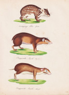 Coelogenys Paca / Dasyprocta Aguti / Dasyprocta Acuchi - Paka Paca Agutis Agutis / Tiere Animals Animaux / Zoo - Prints & Engravings