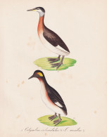 Colymbus Subcristatus. C. Auritus - Rothalstaucher Red-necked Grebe Horned Grebe Ohrentaucher / Vögel Birds O - Prints & Engravings