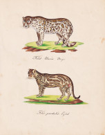 Felis Uncia / Felis Pardalis - Schneeleopard Unze Ounce Snow Leopard Ozelot Ocelot / Tiere Animals / Zeichnung - Prints & Engravings