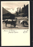 AK Kühe Und Ochsen Auf Einer Alm Im Zillertal  - Vaches