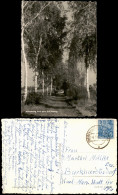 Ansichtskarte  Birkenweg Nach Dem Schildberg (DDR Karte) 1959 - Other & Unclassified