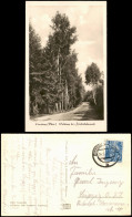 Ansichtskarte Eisenberg (Thüringen) Waldweg Bei Friedrichstanneck 1954 - Eisenberg