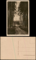 Ansichtskarte Bad Wörishofen Waldweg Und Blick Auf Die Stadt 1926 - Bad Wörishofen