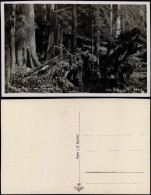 Ansichtskarte  Böhmerwald Urwald 1929 - Unclassified