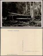 Postcard Prachatitz Prachatice Urwald Von Kubani Böhmerwald 1930 - Tchéquie