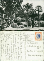 Postcard Monte-Carlo Les Jardin (Gärten) Du Casino 1955 - Autres & Non Classés