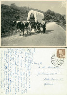 Postcard .Dänemark - Prærievognen Rebild, Ochsenkarren Landwirt 1953 - Dänemark