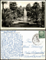 Ansichtskarte Bad Pyrmont Palmengarten 1955 - Bad Pyrmont