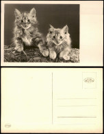 Ansichtskarte  Tiere Katzen (Cat Cats) Kätzchen Foto-AK 1950 - Cats