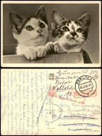 Tiere Katzen (Cat Cats) Kätzchen Foto-AK 1955   Unfrankiert NACHGEBÜHR-Stempel - Chats