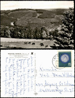 Hoheleye-Winterberg Panorama-Ansicht Blick V.d. Veranda Berghotel 1965 - Winterberg