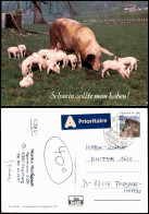 Ansichtskarte  Tiere (Allgemein) Schwein Sollte Man Haben! 1990 - Autres & Non Classés