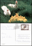 Ansichtskarte  Tiere: Enten Mit Jungen Entenfamilie 1994 - Birds