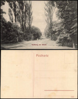 Ansichtskarte  Stimmungsbild Natur Waldweg Am Anhalt 1910 - Non Classificati